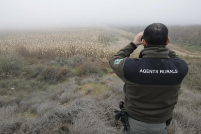 A la izquierda, un jabalí muerto ayer en la cuneta de la N-240. A la derecha, un agente rural vigilando ayer entre Els Frares y Els Alamús.