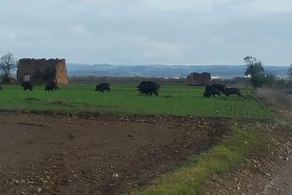 A la izquierda, un jabalí muerto ayer en la cuneta de la N-240. A la derecha, un agente rural vigilando ayer entre Els Frares y Els Alamús.