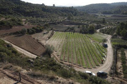 Diversos empleats d’El Tossal de les Garrigues cullen les flors de safrà, de les quals posteriorment s’extrauran els pistils.
