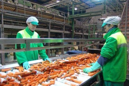 Imatge d’Indulleida en el procés de transformació de pastanagues.