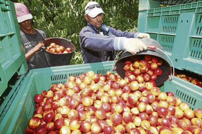 Imatge d’arxiu de la collita de nectarines en una finca lleidatana.