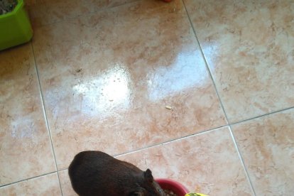Gossos, gats, canaris, iguanes,...presenta'ns a la teva mascota!