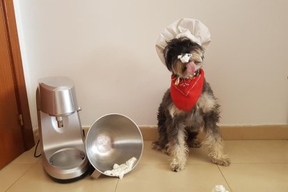 Gossos, gats, canaris, iguanes,...presenta'ns a la teva mascota!