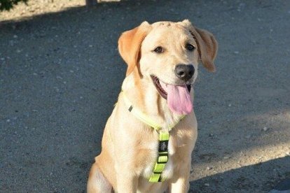 Gossos, gats, canaris, iguanes,...presenta'ns a la teva mascota!