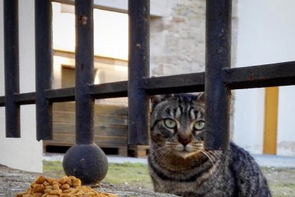 Gossos, gats, canaris, iguanes,...presenta'ns a la teva mascota!