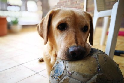 Gossos, gats, canaris, iguanes,...presenta'ns a la teva mascota!