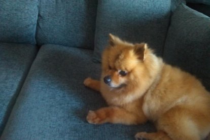 Gossos, gats, canaris, iguanes,...presenta'ns a la teva mascota!