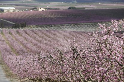 Activitats a Aitona, la Granja, Seròs, Soses i Castelldans