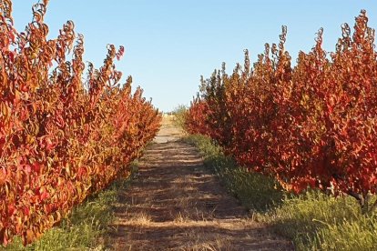Les fulles cauen, arriba la boira i comença a fer fred...és la tardor!