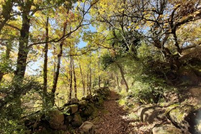 Carme Sànchez Alandi
