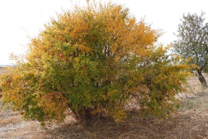 Les fulles cauen, arriba la boira i comença a fer fred...és la tardor!