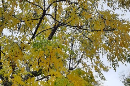 Les fulles cauen, arriba la boira i comença a fer fred...és la tardor!