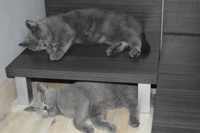 Gossos, gats, canaris, iguanes,...presenta'ns a la teva mascota!