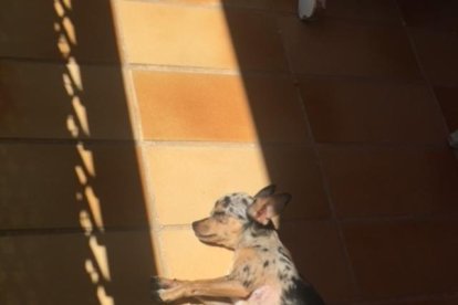 Gossos, gats, canaris, iguanes,...presenta'ns a la teva mascota!