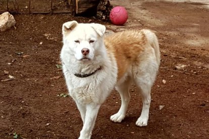 Gossos, gats, canaris, iguanes,...presenta'ns a la teva mascota!