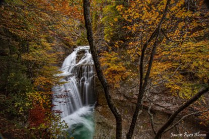Les fulles cauen, arriba la boira i comença a fer fred...és la tardor!