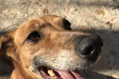 Gossos, gats, canaris, iguanes,...presenta'ns a la teva mascota!