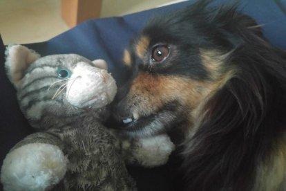 Gossos, gats, canaris, iguanes,...presenta'ns a la teva mascota!