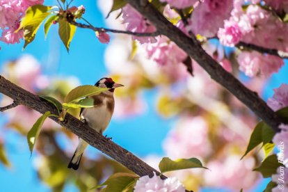 Arbres florits, camps verds i bon temps...ja és aquí la primavera!