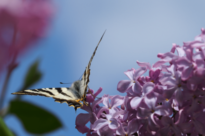 Arbres florits, camps verds i bon temps...ja és aquí la primavera!