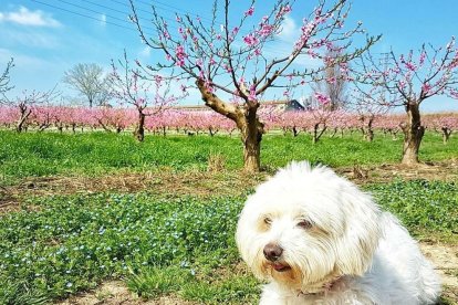 Carolina Mateo Aguilà
