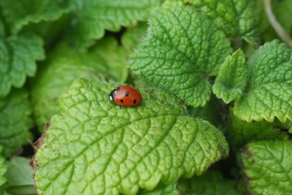 Arbres florits, camps verds i bon temps...ja és aquí la primavera!