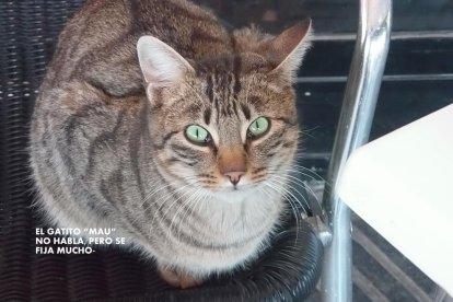 Gossos, gats, canaris, iguanes,...presenta'ns a la teva mascota!