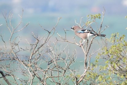 Arbres florits, camps verds i bon temps...ja és aquí la primavera!