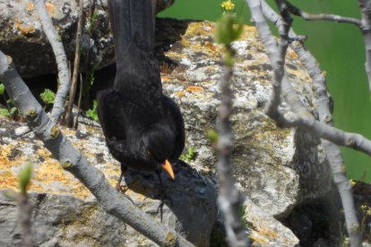 Arbres florits, camps verds i bon temps...ja és aquí la primavera!