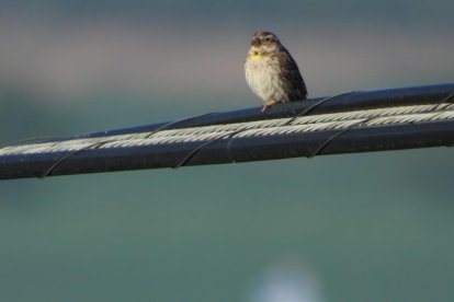 Arbres florits, camps verds i bon temps...ja és aquí la primavera!