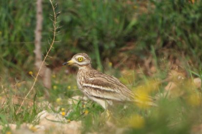 Arbres florits, camps verds i bon temps...ja és aquí la primavera!