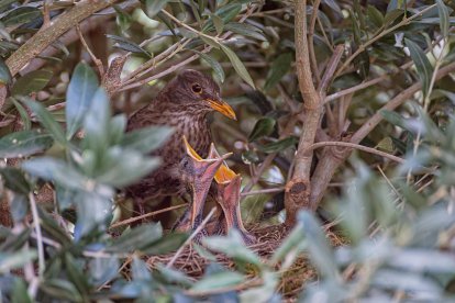 Arbres florits, camps verds i bon temps...ja és aquí la primavera!