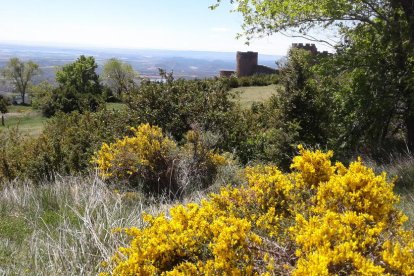 MARIA DOLORS GUIU PEIRO