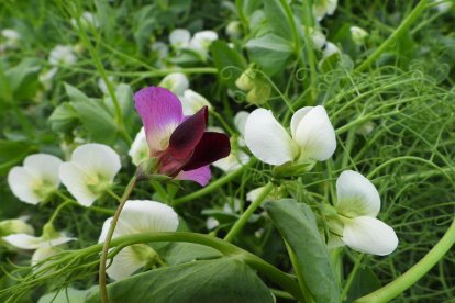 Arbres florits, camps verds i bon temps...ja és aquí la primavera!