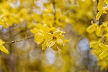 Arbres florits, camps verds i bon temps...ja és aquí la primavera!