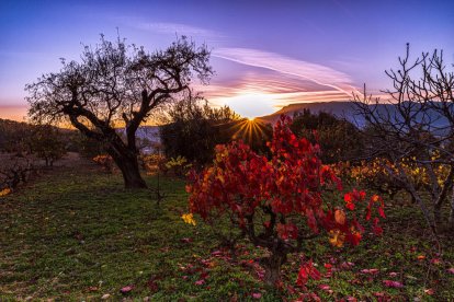 Les fulles cauen, arriba la boira i comença a fer fred...és la tardor!