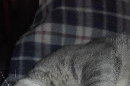 Gossos, gats, canaris, iguanes,...presenta'ns a la teva mascota!
