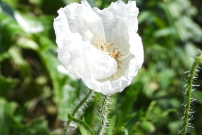Arbres florits, camps verds i bon temps...ja és aquí la primavera!