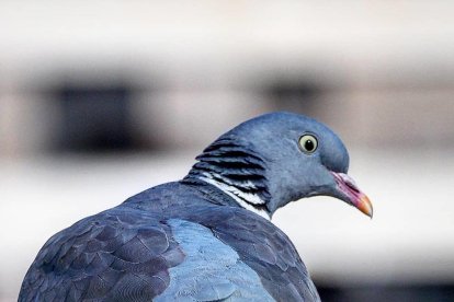 Arbres florits, camps verds i bon temps...ja és aquí la primavera!