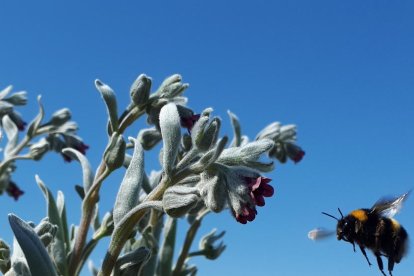 Arbres florits, camps verds i bon temps...ja és aquí la primavera!