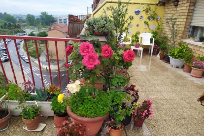 Arbres florits, camps verds i bon temps...ja és aquí la primavera!
