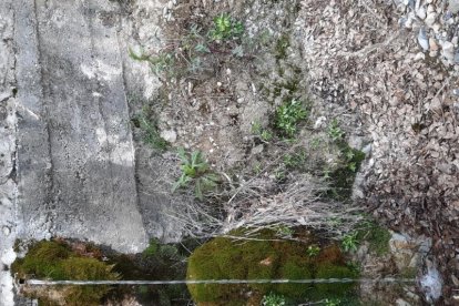 Arbres florits, camps verds i bon temps...ja és aquí la primavera!