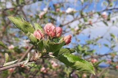 Arbres florits, camps verds i bon temps...ja és aquí la primavera!