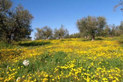 Arbres florits, camps verds i bon temps...ja és aquí la primavera!