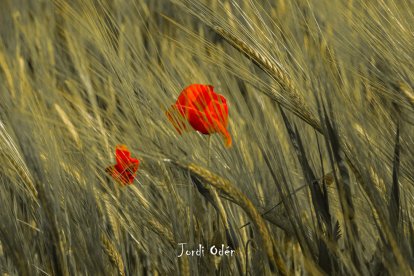 Arbres florits, camps verds i bon temps...ja és aquí la primavera!