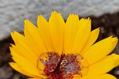 Arbres florits, camps verds i bon temps...ja és aquí la primavera!