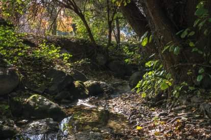 Les fulles cauen, arriba la boira i comença a fer fred...és la tardor!