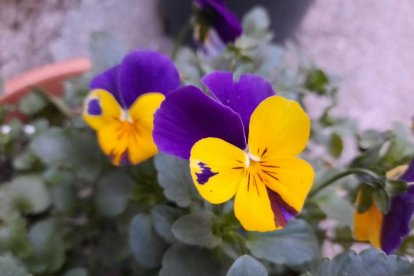 Arbres florits, camps verds i bon temps...ja és aquí la primavera!