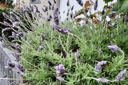 Arbres florits, camps verds i bon temps...ja és aquí la primavera!