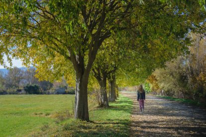 Les fulles cauen, arriba la boira i comença a fer fred...és la tardor!